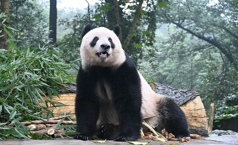 シャンシャン。