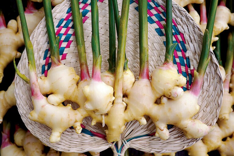 新生姜の出荷は例年8月ごろから。