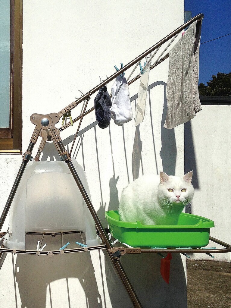 洗濯物と一緒に乾かしている猫トイレにおさまるヒック。