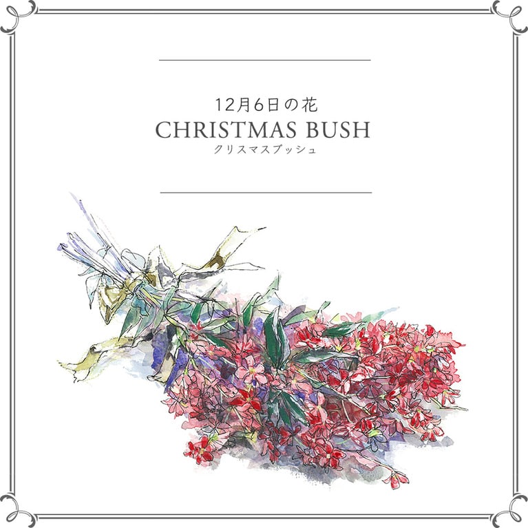 12月6日の花「クリスマスブッシュ」