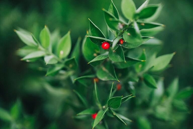 赤くてかわいらしい実が、なんと葉についているナギイカダ。