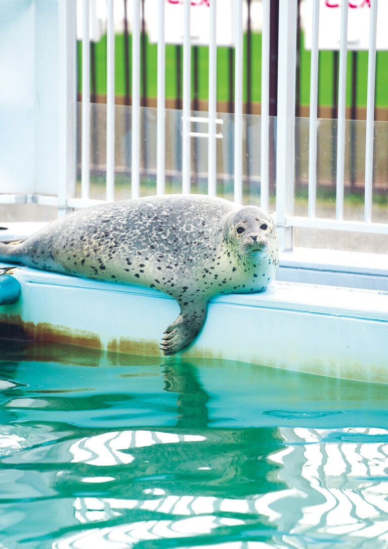 日本のアザラシ保護施設「オホーツクとっかりセンター」のアザラシ。