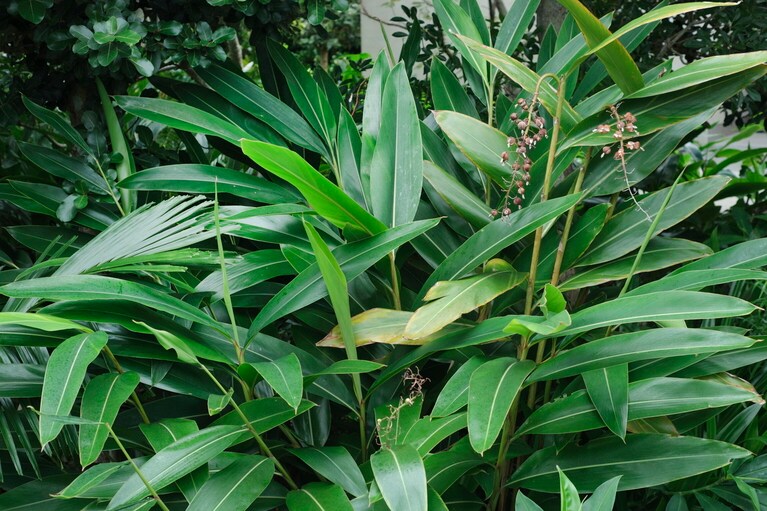 月桃は沖縄の暮らしに密着したハーブ。料理、茶、薬、畳、衣類にも使われてきたそう。