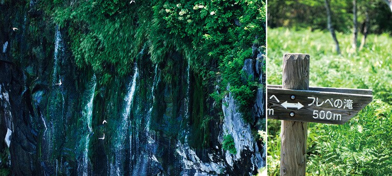 知床自然センターから遊歩道で行けるフレぺの滝。地下水が断崖から湧き出る珍しい滝。近くには原生林と二次林が広がっている。