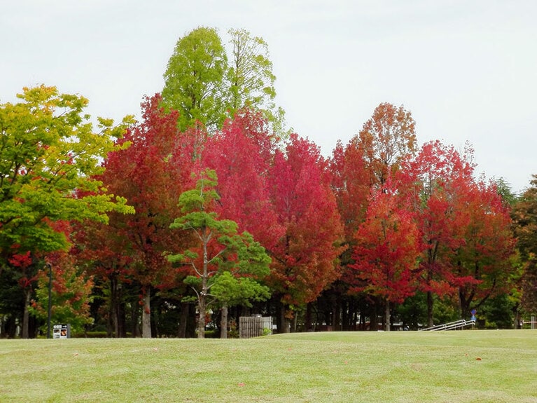 【石川県】アメリカ楓通り。