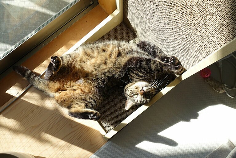 エイト ♀ 7歳。2年前まで外猫さんだったので人見知りでとってもビビリなお転婆娘です。お気に入りのこの場所でいつもこんな格好で日向ぼっこしながらお昼寝してますzzz