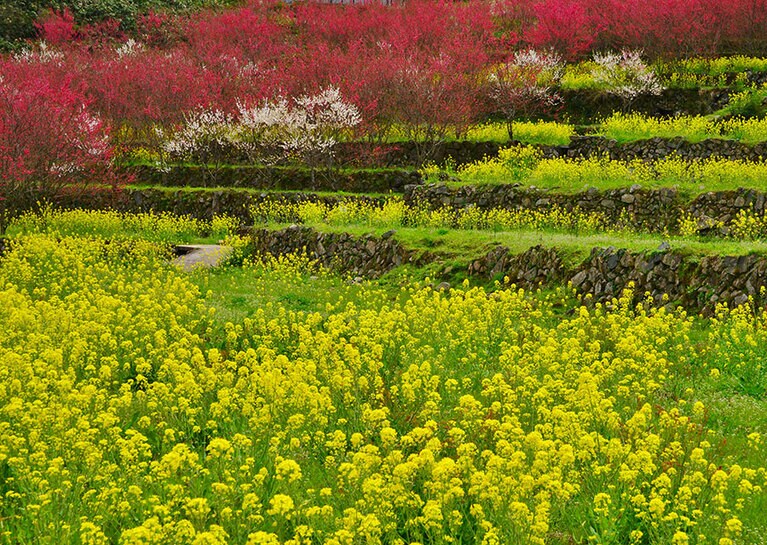 花桃の里。