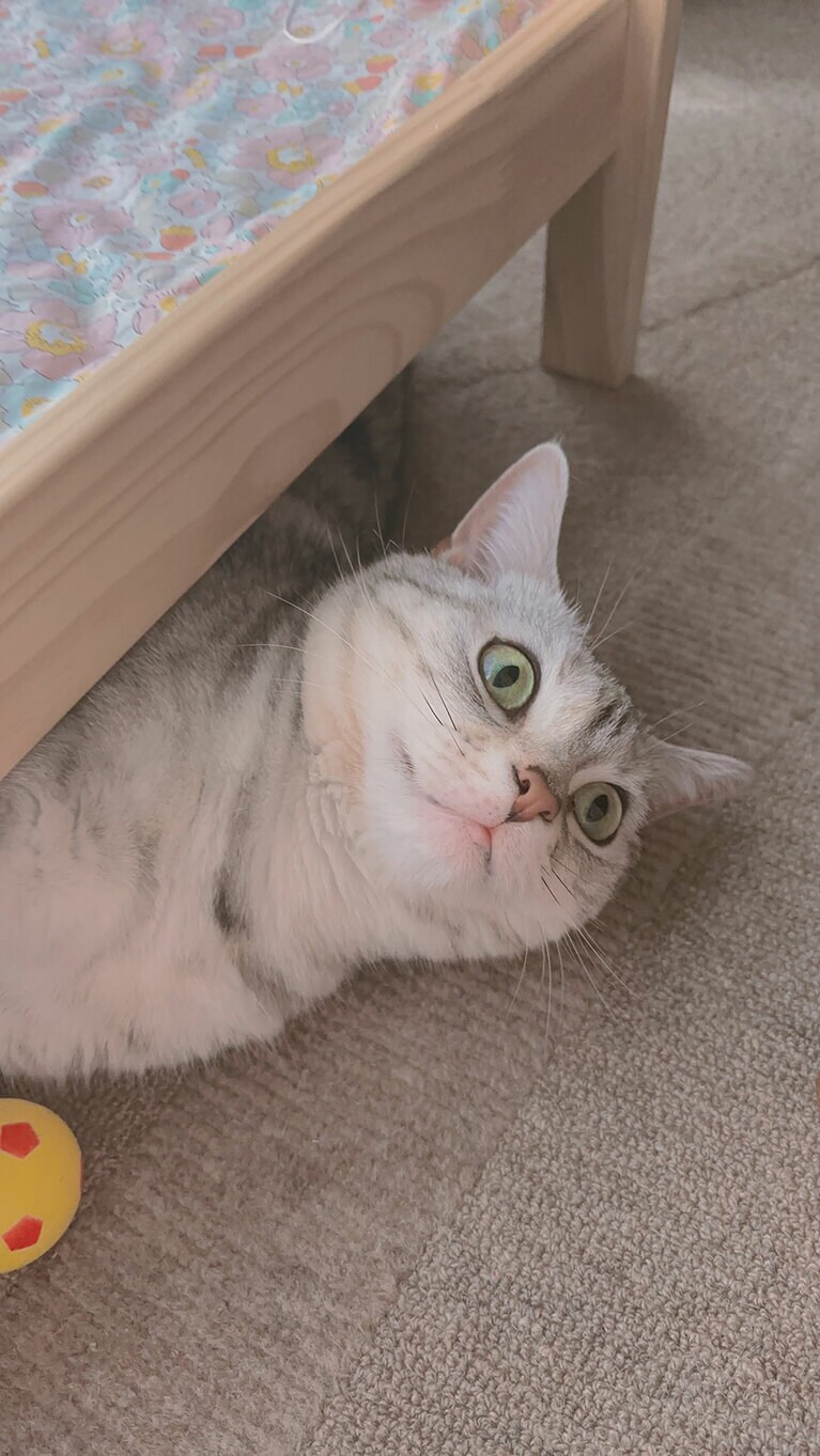 ルナちゃん メス 1歳。毎日たくさんご飯を食べてたくさん遊んで楽しいね！（ゆうこさん）。