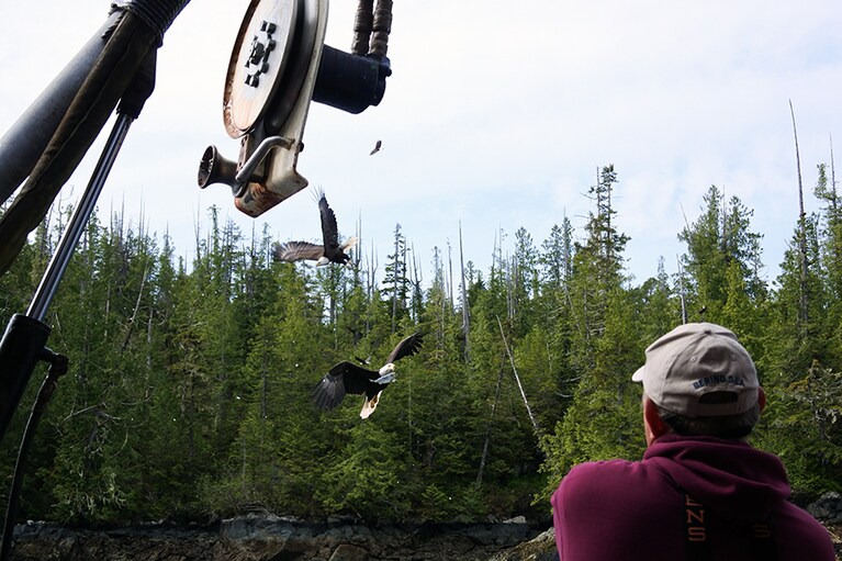 ケチカンの地名の由来、リンギットインディアンの言葉で「鷲の広げた翼」のとおり、ワシたちが旋回しています。