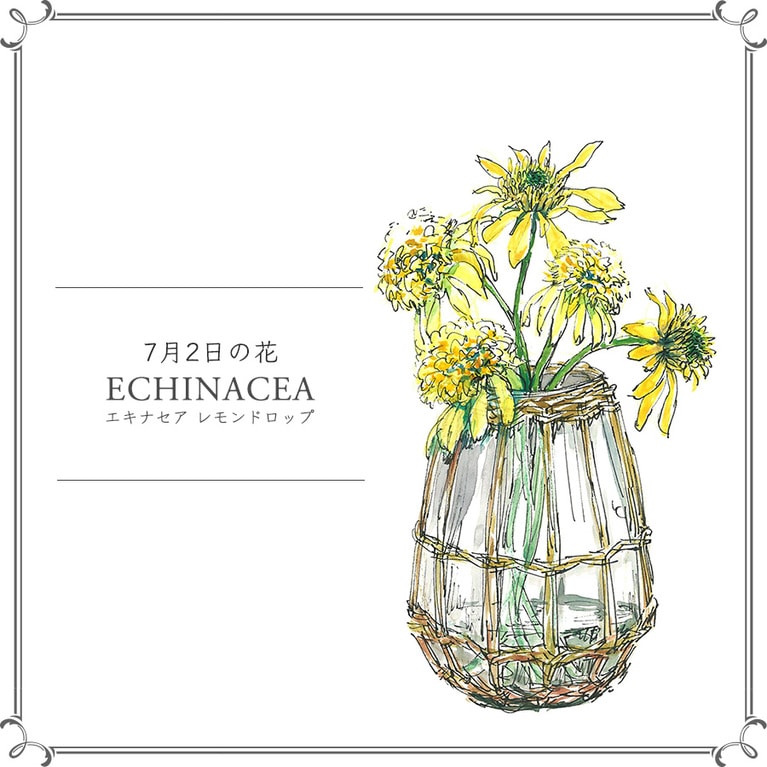7月2日の花「エキナセア レモンドロップ」