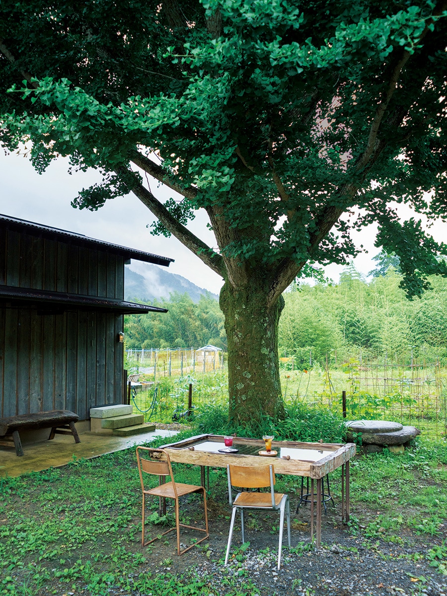 「somushi ohara」の庭にそびえるイチョウの大樹。気候のいい時季はぜひ木陰のテーブルへ。赤紫蘇生姜茶 900円など滋味深い薬膳ドリンクも充実。