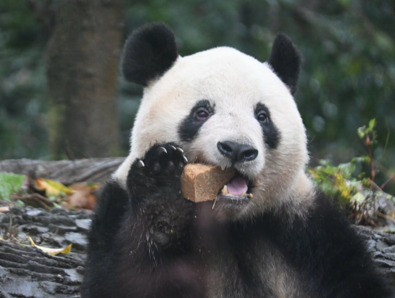 雅安基地でパンダ団子を食べるシャンシャン。（2024年12月8日、筆者撮影）