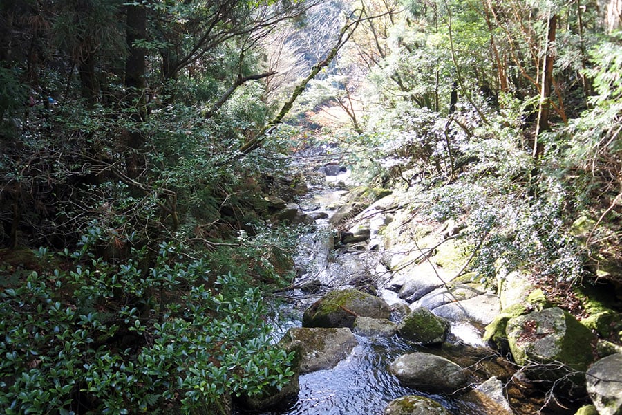 大株歩道入口の脇の沢。屋久島の水は超軟水。