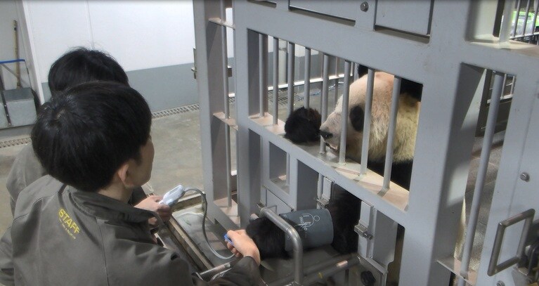 レイレイの血圧測定。画像は提供動画からの切り出し（公益財団法人東京動物園協会提供）