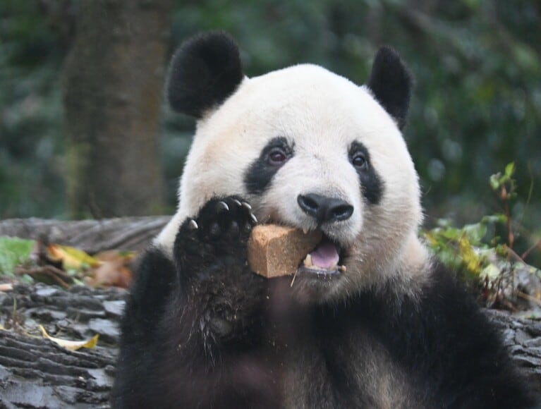 雅安基地でパンダ団子を食べるシャンシャン。（2024年12月8日、筆者撮影）