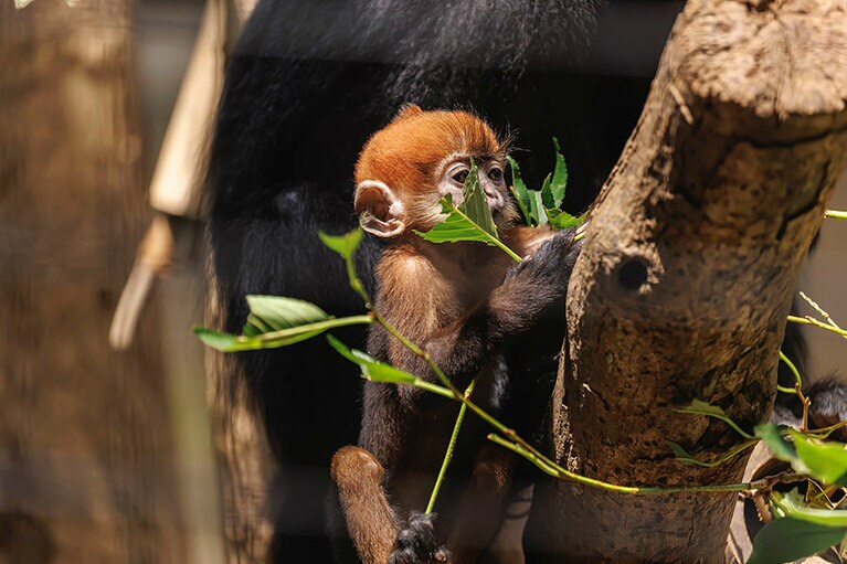 チョコとミント。