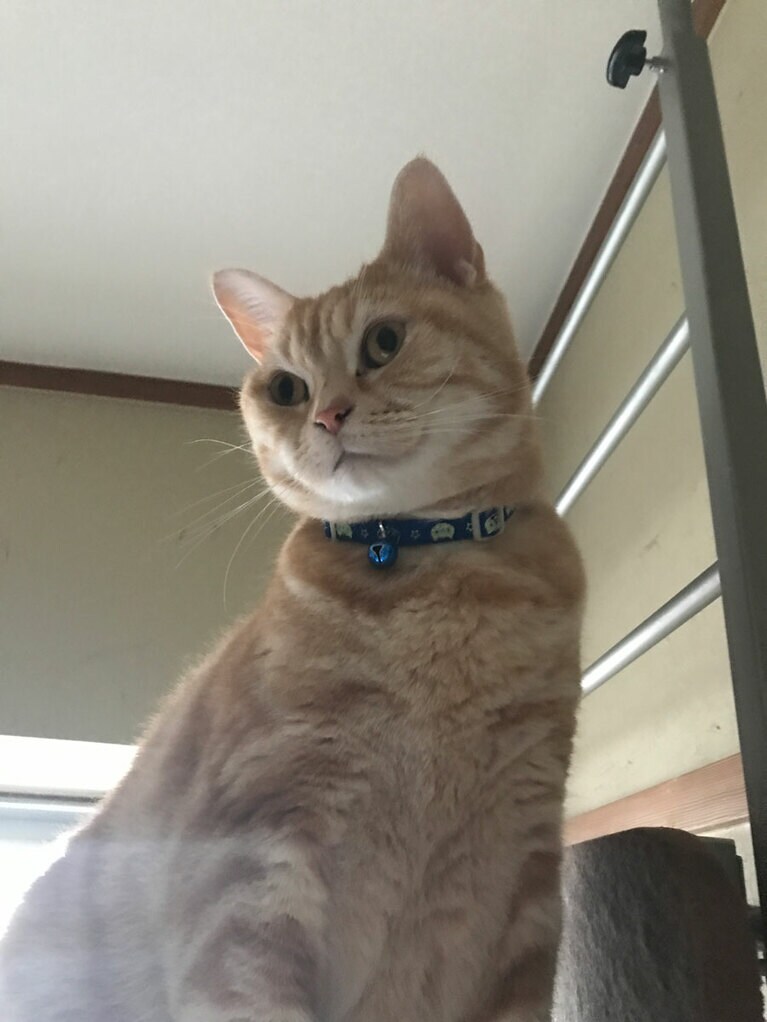 klang ♂ 9歳。9歳のklangです。好奇心旺盛ですが、ビビりのとこもあります。私の大切な家族です。愛してるよ♡いつまでも元気でいてね！（nyuu nyuuさん）