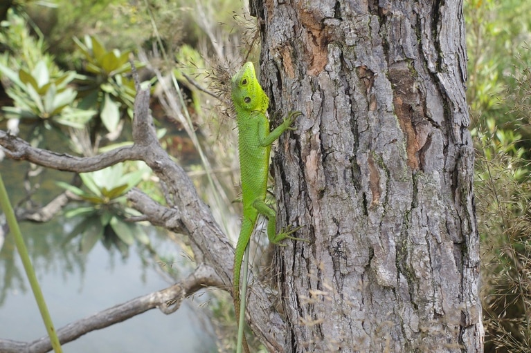 カサカサッと茂みから木を登っていた、あざやかなグリーンのトカゲ。