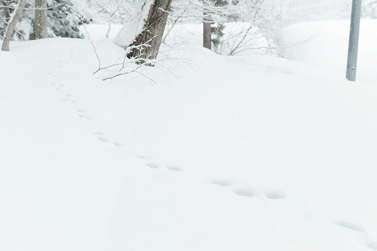 雪の上に動物の足跡を見つけることも。これも冬ならでは。