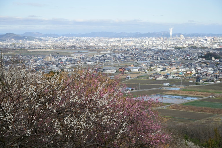 《早春の絶景散歩》紅白の梅の先には瀬戸内海、園内には古墳も！西日本随一の梅の名所「綾部山梅林」へ【兵庫県】