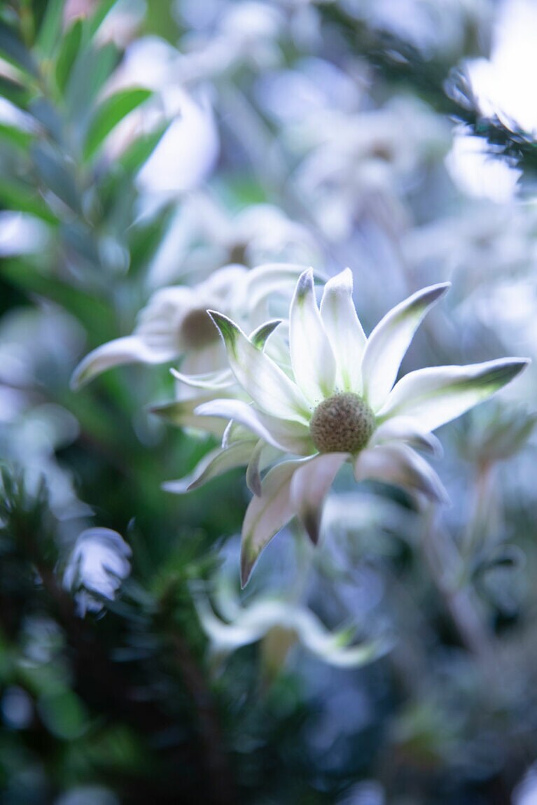 ブルガリ「サン・ヴァレンティーノ 2024」