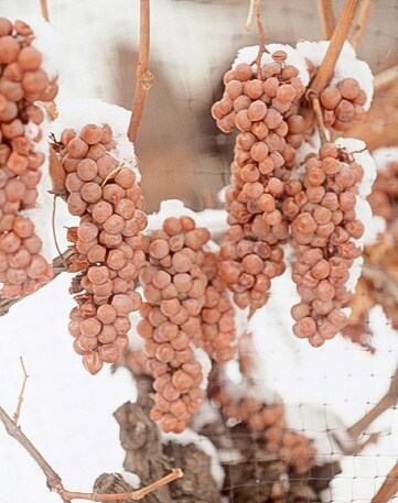 凍った葡萄が極上のアイスワインを生み出す。写真：シャトー・デ・シャーム
