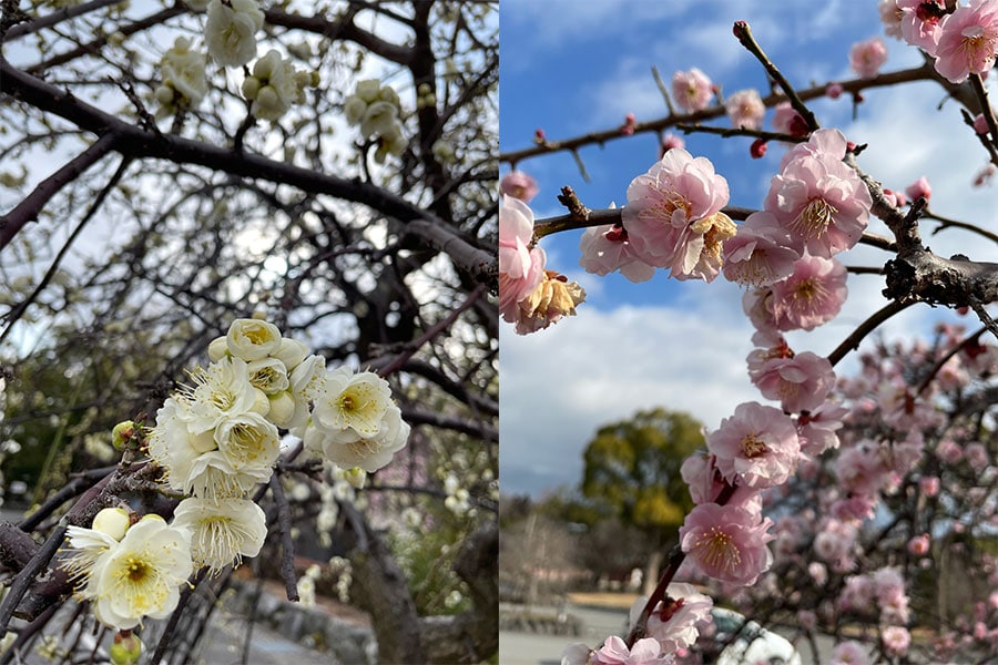 体験した3月頭はちょうど春の訪れを感じさせるように花々が咲き誇っていました。