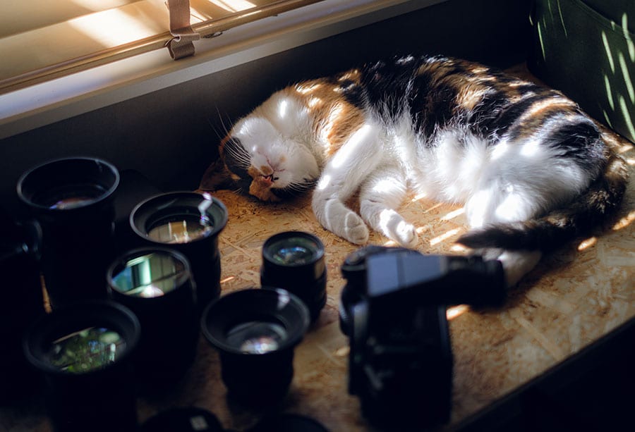 チコ ♀ 6歳。鼻の下のホクロがチャームポイントの三毛猫チコちゃんが、機材室で微睡んでいる写真です。