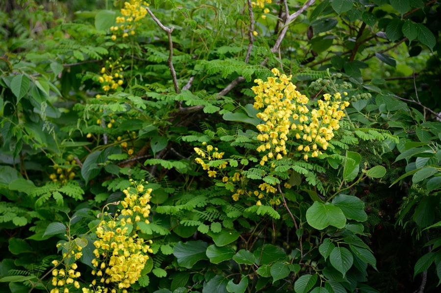 黄色いフジとも呼ばれるジャケツイバラも海岸沿いで黄色の花を咲かしていました。
