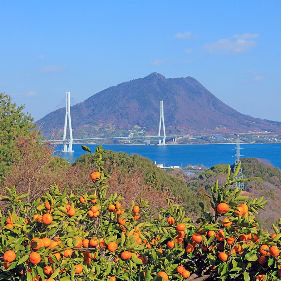 【広島県】ミカン畑と瀬戸内海。写真提供：アフロ