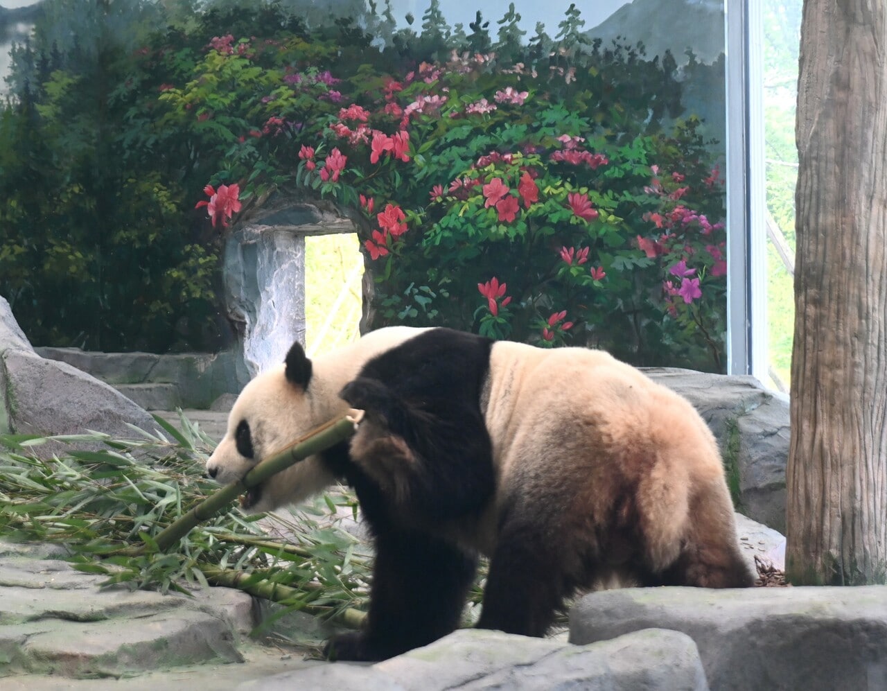 福娃。（筆者撮影）