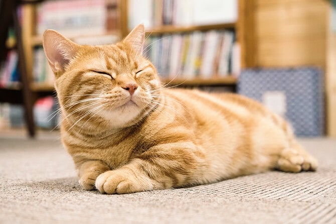 会長”は相方よりもザ・森東なヤツ」 愛しさ全開！さらば森田が愛猫を