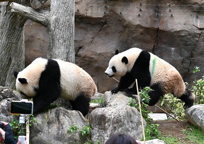 上野動物園で暮らす双子パンダが2歳で離ればなれに。シャオシャオのトレードマーク「緑のライン」は!?