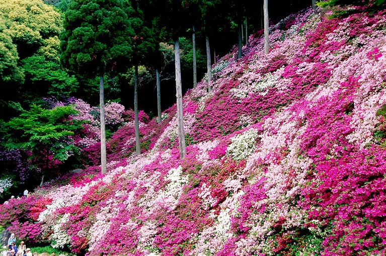 大興善寺のつつじ。