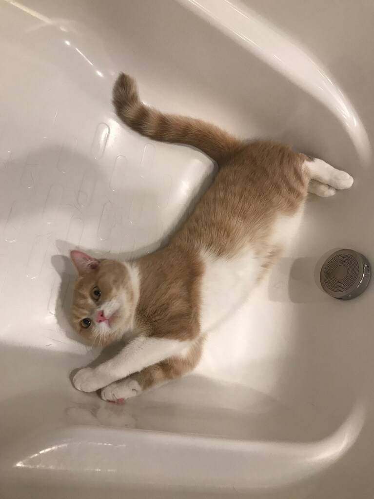 カロン ♀ 1歳。浴室乾燥後の暖かい浴槽が大好きです。ゴロゴロ伸び伸び至福の時。