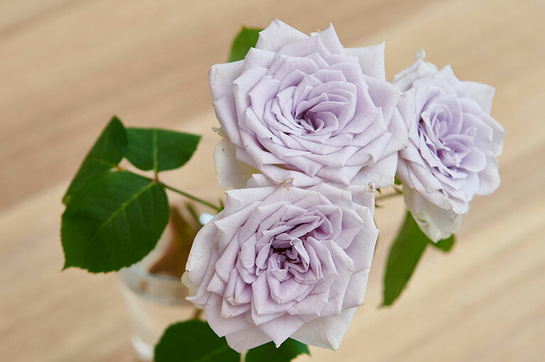 現在もっとも青に近いバラのひとつ「ブルーグラビティ」。