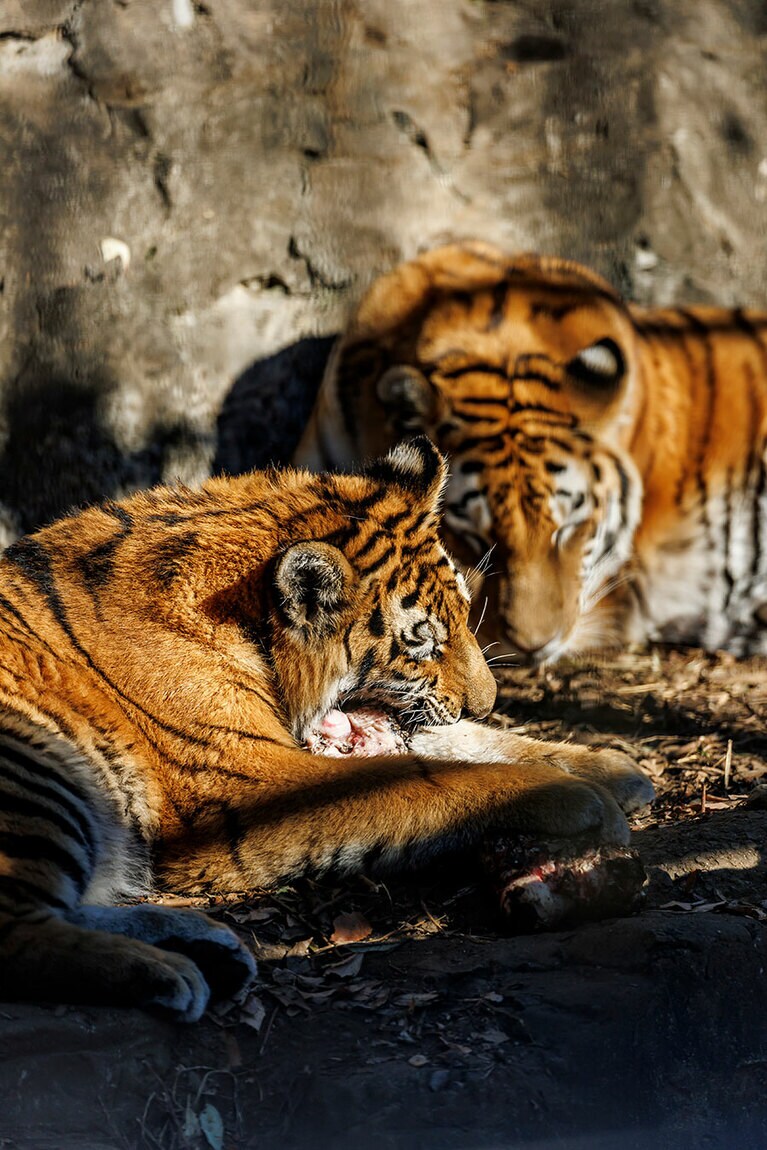 食事に夢中のフタバ。
