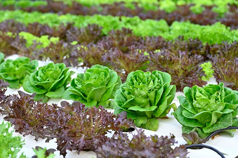 テニスコートほどの広さがある水耕栽培の農園で、2015年からレタスの栽培を開始。島の気候に合った品種を選定し現在13種類育てている。