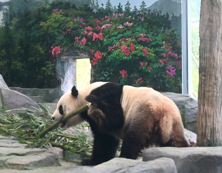 福娃。（筆者撮影）