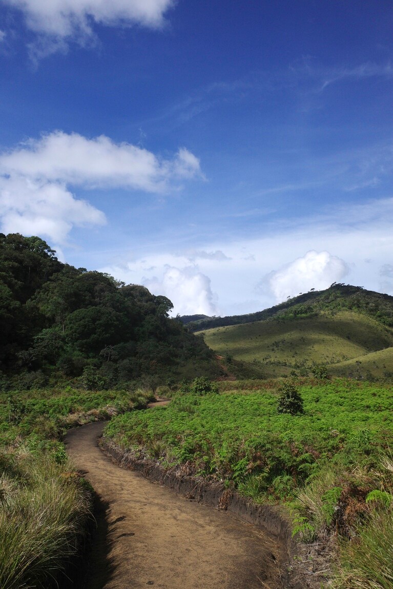 青い空、白い雲、鳥のさえずり、森のそよ風……なんとも気持ちがいい。