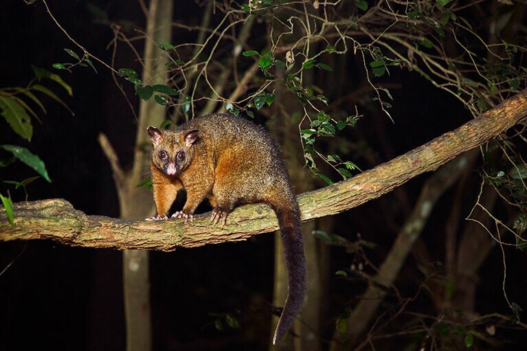 バーベキュー会場に現れたポッサム。