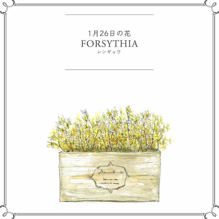 1月26日の花「レンギョウ」