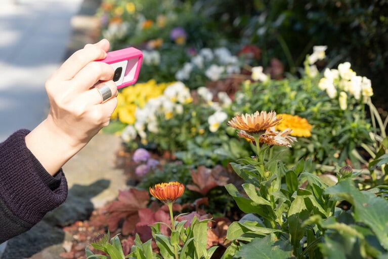 写真のように、50センチほど離して撮ると、次の写真のように綺麗に撮ることができました。