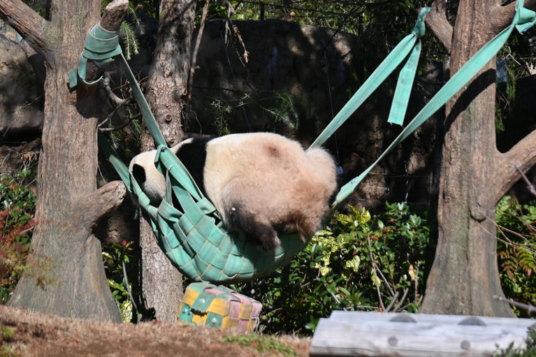 消防ホース製のハンモックにのろうとするシャオシャオ。（2025年12月26日、筆者撮影）