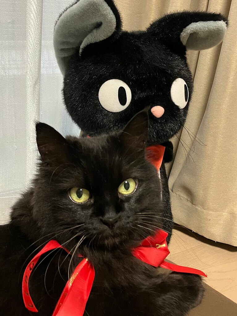 ルナ ♀ 10歳。ふみふみは咥えて回るスタイル（せいちさん）