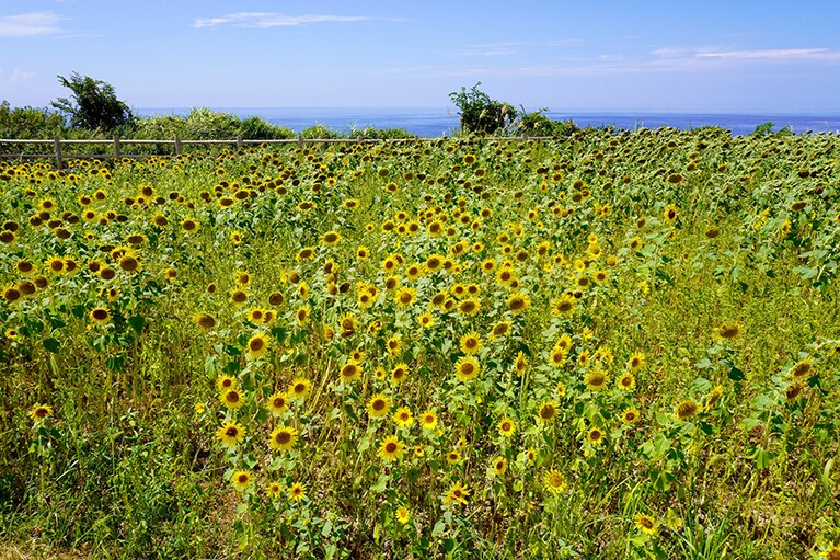 数ある佐渡のひまわり畑のなかでも、海沿いにある「小川のひまわり畑」は人気スポット。編集部撮影。