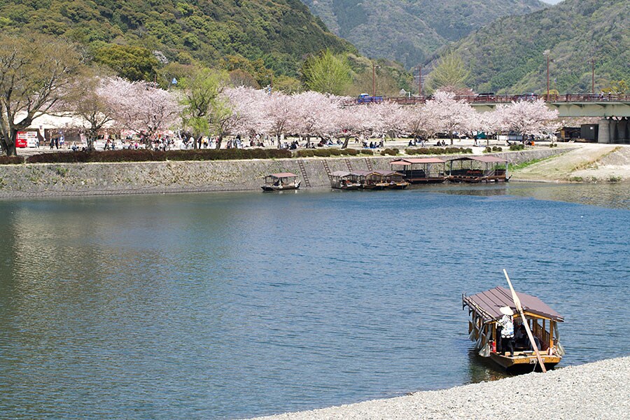 錦川河畔の桜並木と屋形船の景色。
