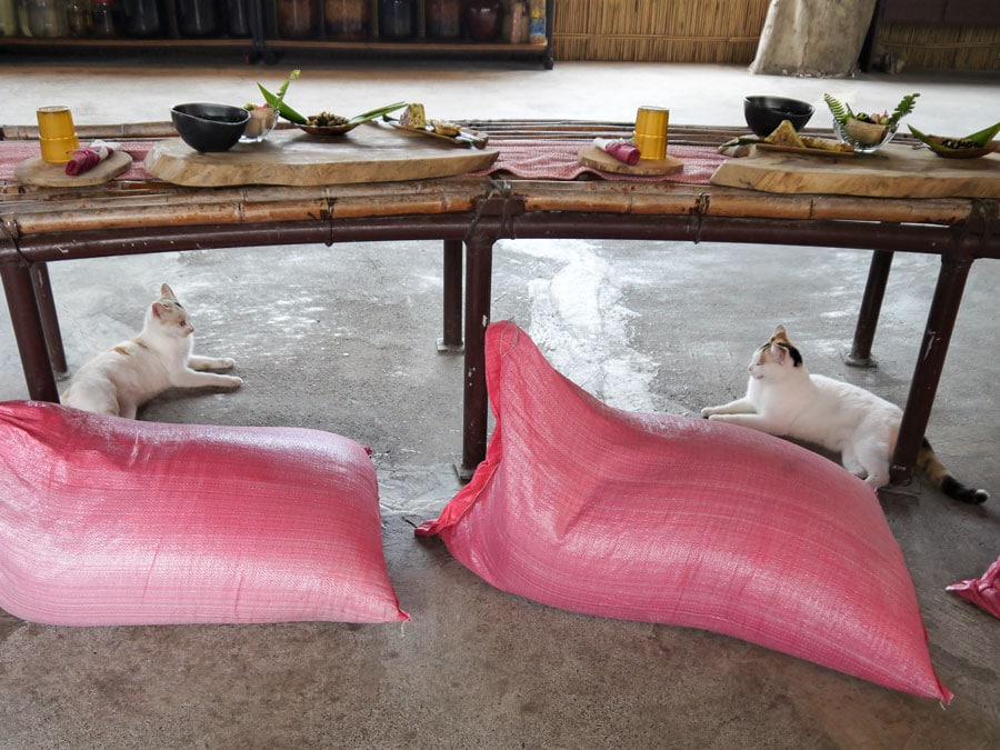 アミ族のレストランには、親子の三毛猫たちが愛嬌を振りまいていました。