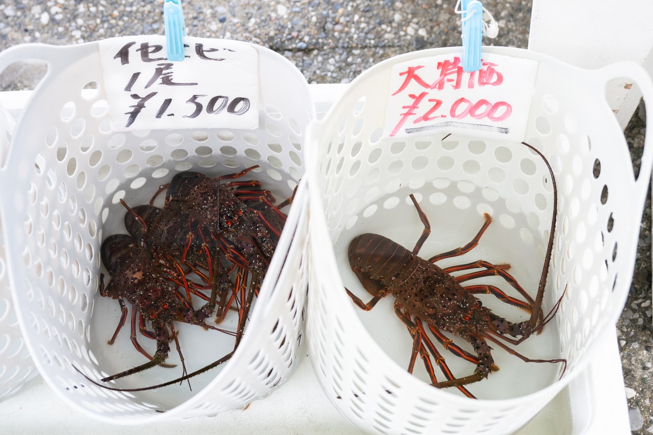 葉山で獲れた伊勢海老1尾1,000円~。