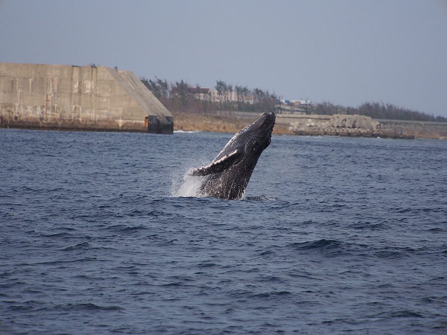 こんな間近でブリーチングが見えることも。©おきのえらぶ島観光協会